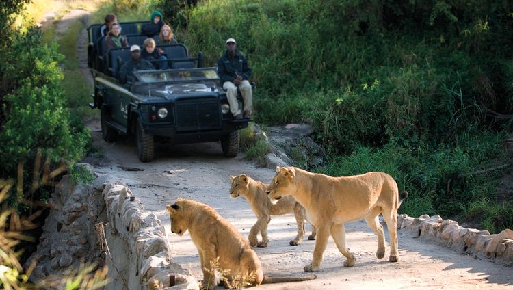 Lion Sands Narina Lodge - Pirschfahrt mit Löw