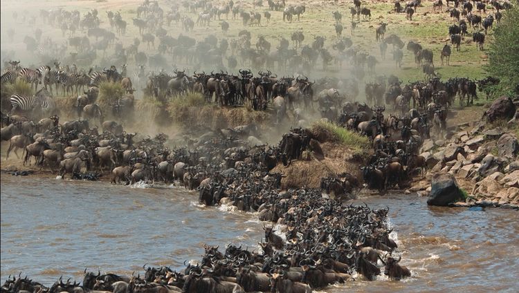 Serengeti Bushtops Camp - Gnuwanderung