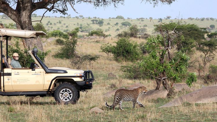 Serengeti Bushtops Camp - Pirschfahrt
