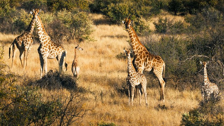 Zannier Hotel Omaanda - Giraffen