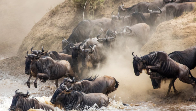 Angama Mara Lodge - Big Migration