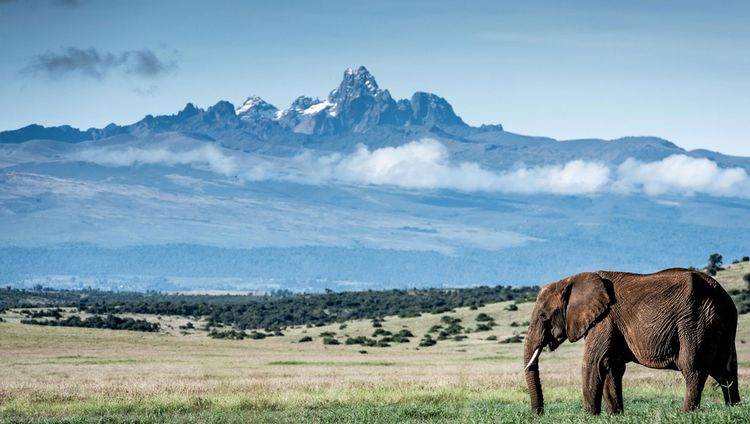 Lengishu House - Elefant vor dem Mount Kenia