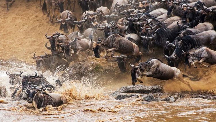 Angama Camp -  Gnus bei der Flußdurchquerung