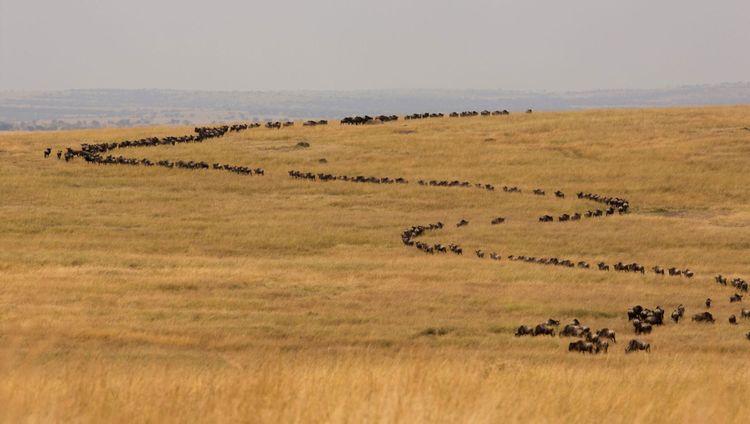 Angama Camp - Gnuwanderung