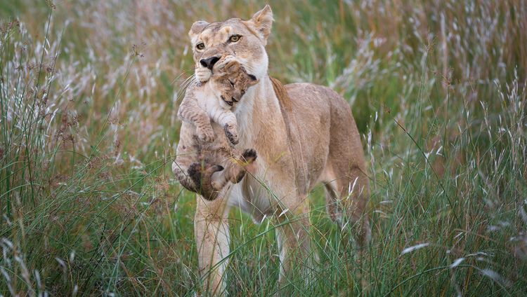 Linyanti Tented Camp - Löwin mit Baby