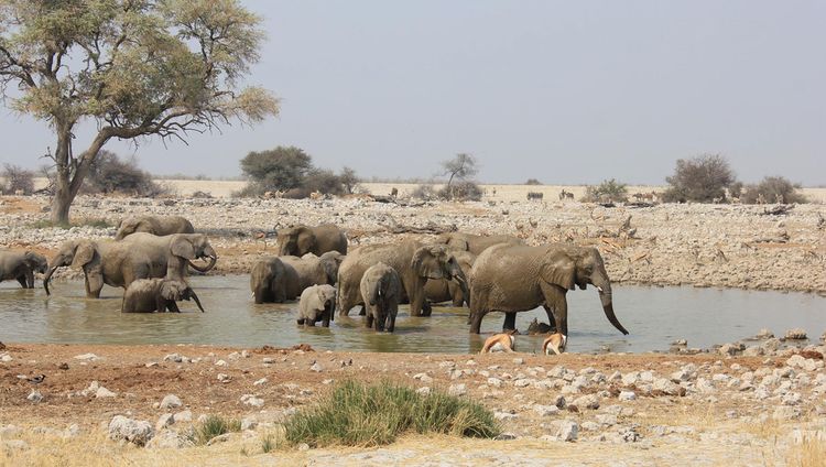 Ondili Etosha Oberland Lodge - Elefanten in d