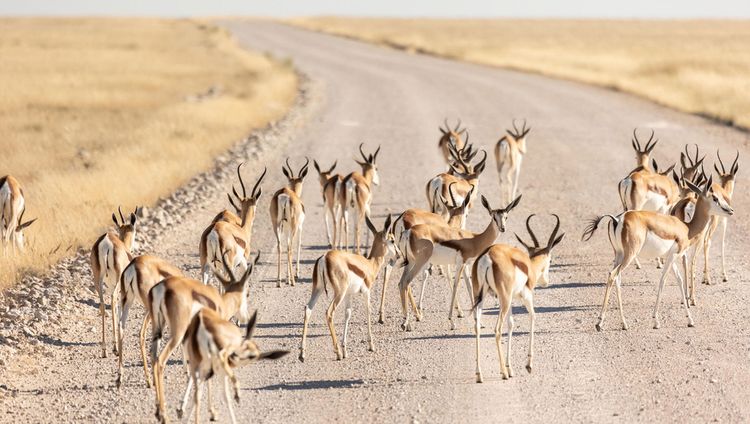 Ondili Etosha Oberland Lodge - Springböcke in