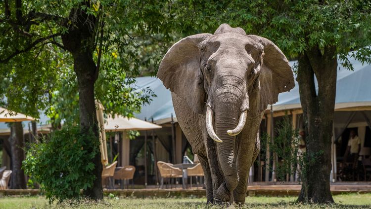 Little Governors' Camp, Masai Mara