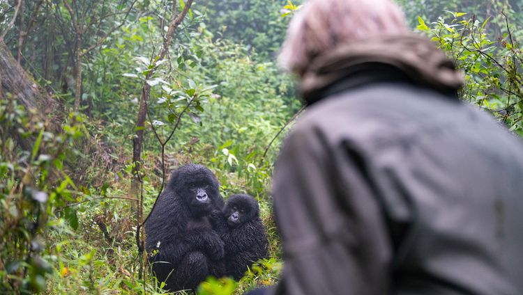 Sabyinyo Silverback Lodge - Begegnung mit Gor