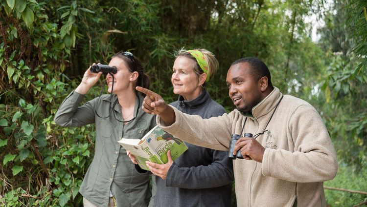 Sabyinyo Silverback Lodge - Vogelbeobachtung