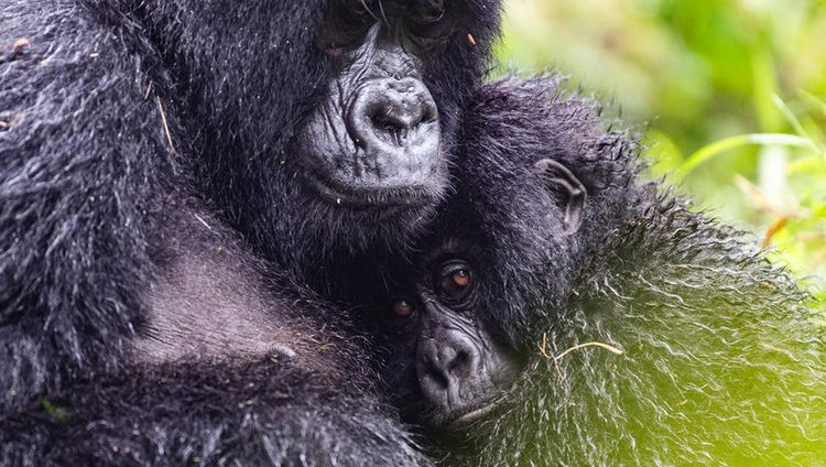 Sabyinyo Silverback Lodge - Gorilla mit Baby