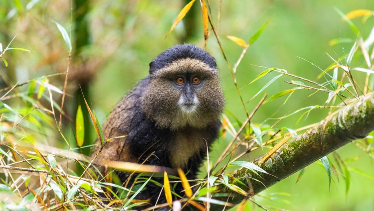 Sabyinyo Silverback Lodge - Golden Monkey