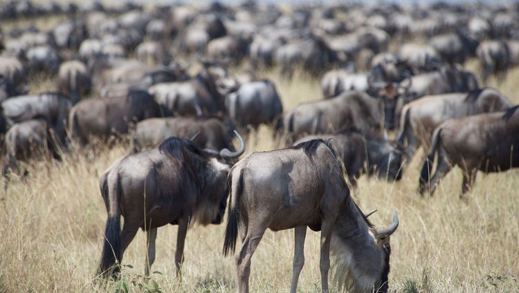 Kantabile Cherero Camp - Gnus in der Serenget