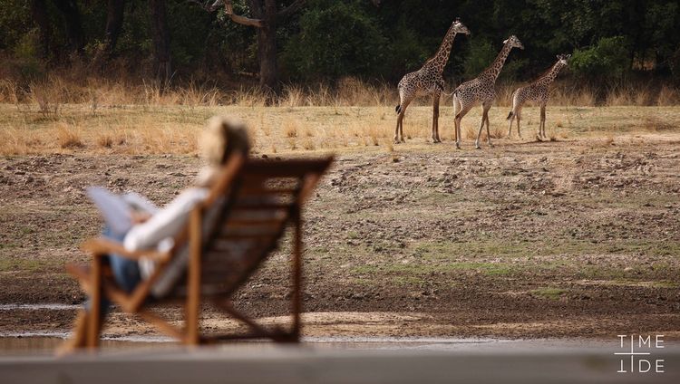 Time & Tide Chinzombo Camp - Giraffen