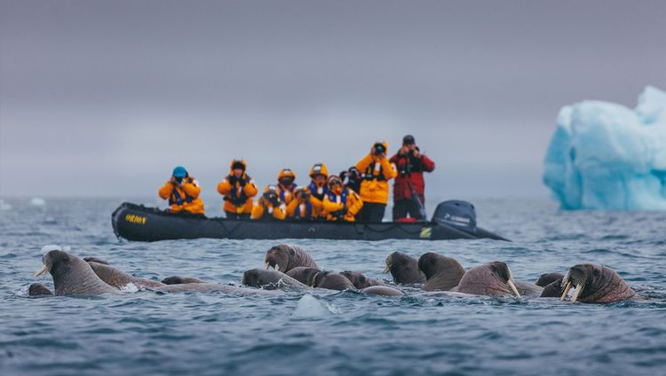 Quarks Expeditions - Walrosse vor dem Zodiac