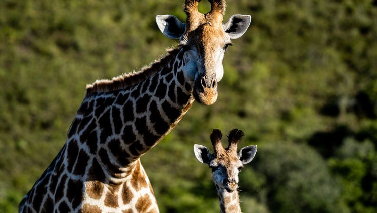 Garden Route Safari Camp - Giraffe mit Baby
