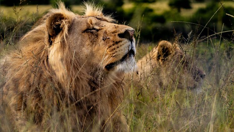 Garden Route Safari Camp - Löwen