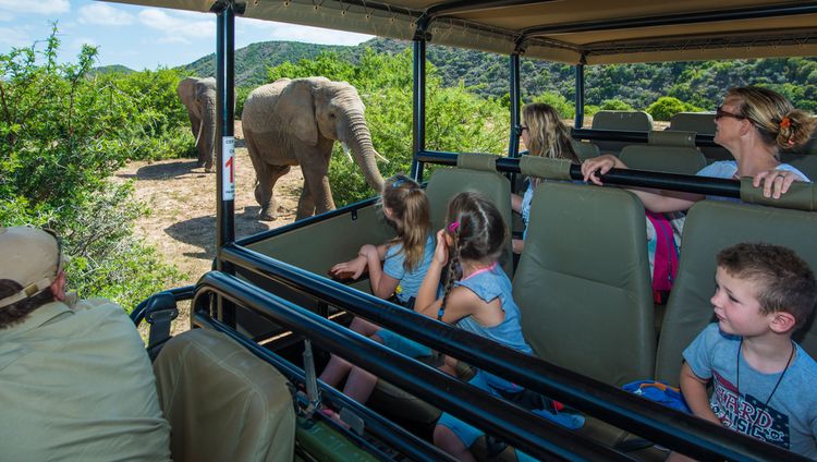 Shamwari Private Game Reserve -Kindersafari