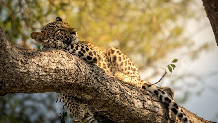 Monwana Game Lodge - Leopard