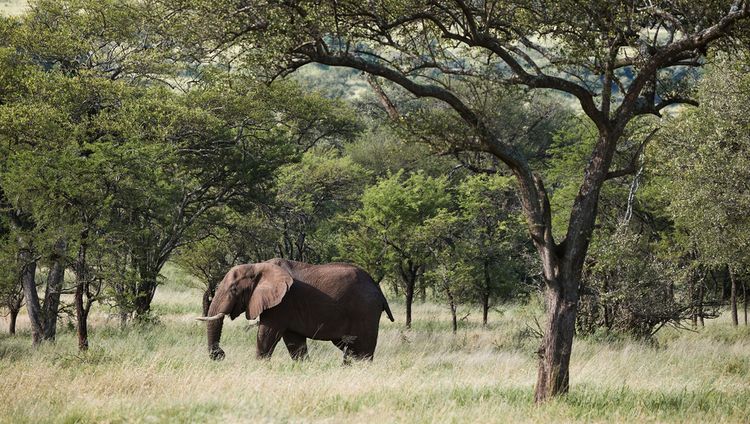 LABA Migration Camp - Elefant