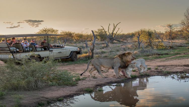 Tuningi Safari Lodge - Pirschfahrt und Löwen