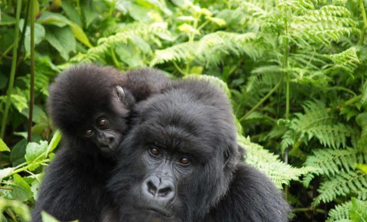 The Retreat - Gorilla mit Baby