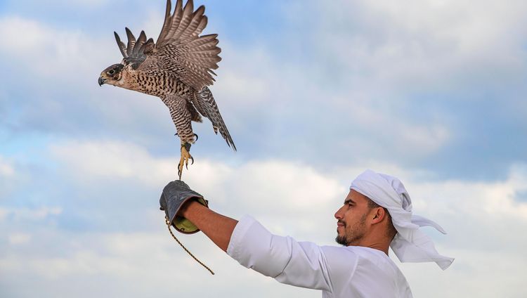 Al Sahel - Falknerei
