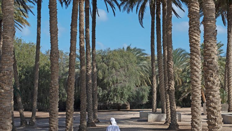 Anantara Desert Island Resort - Palmenoase