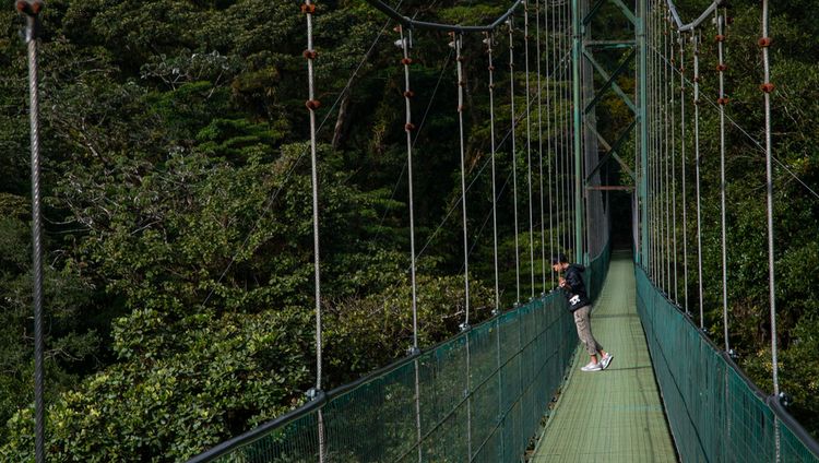 Senda Monteverde - Auf der Hängebrücke