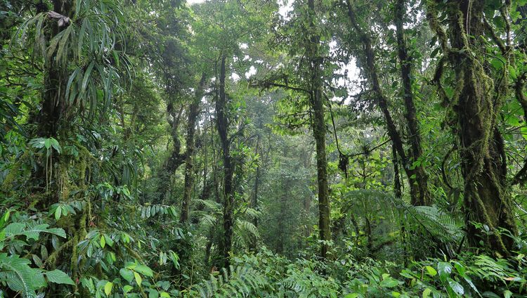 Senda Monteverde - Nebelwald