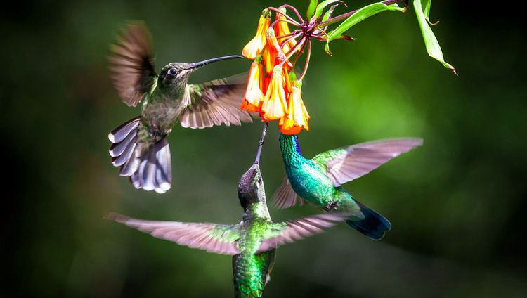 Senda Monteverde - Kolibris