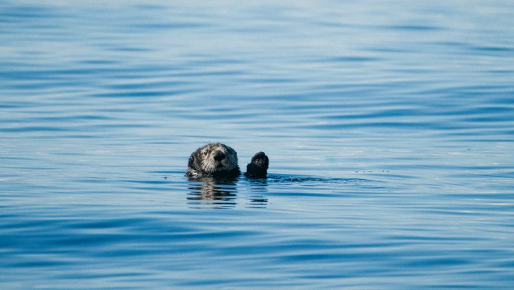Clayoquot Wilderness Lodge - Otter