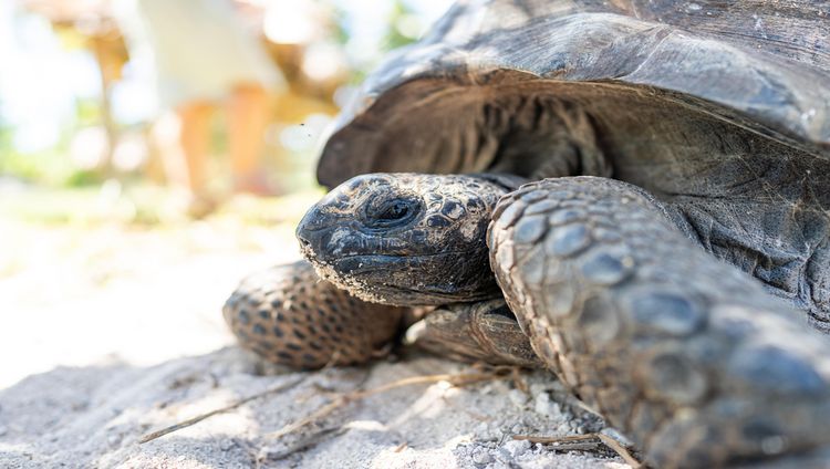 Waldorf Astoria Seychelles - Riesenschildkröt