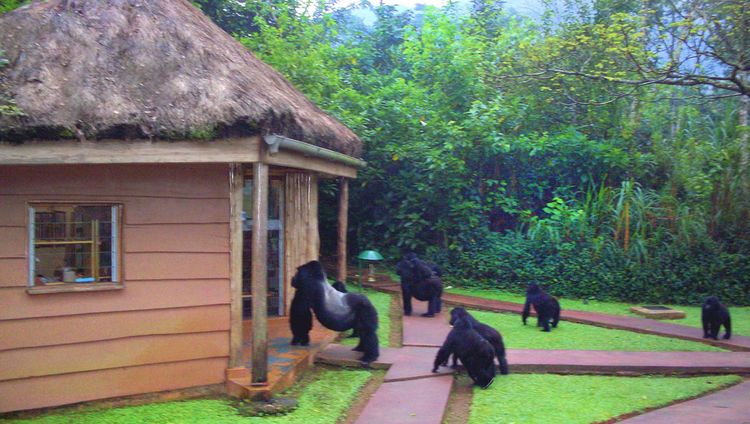 Sanctuary Gorilla Forest Camp - Besuch von Go