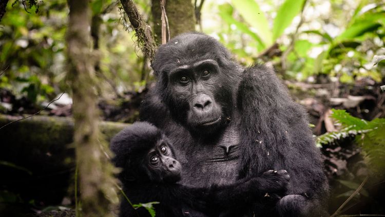 Sanctuary Gorilla Forest Camp - Gorilla mit B