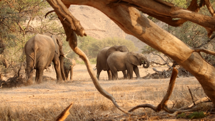 Damaraland Camp - Elefants