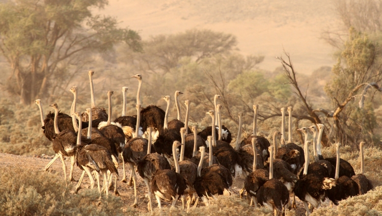 Damaraland Camp - Ostrich in Sandstorm