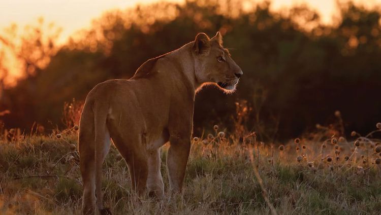 Savute Elephant Lodge, A Belmond Safari - Löw