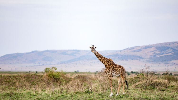 Richard's Camp - Giraffe