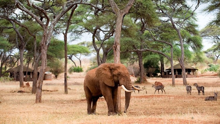 Sanctuary Swala - Elefant zu Besuch