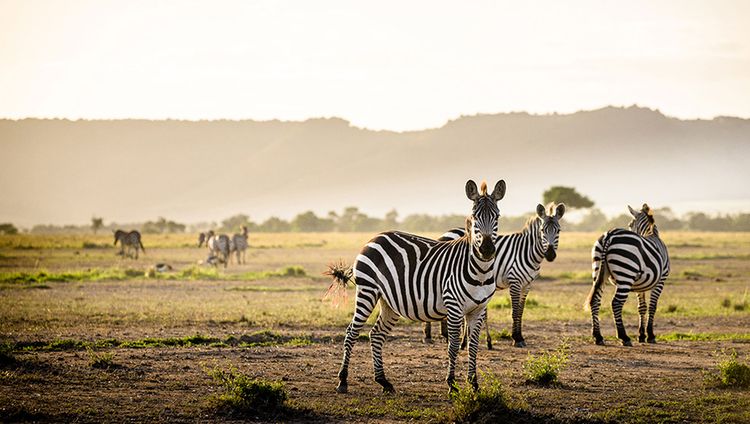 Sanctuary Olonana - Zebra