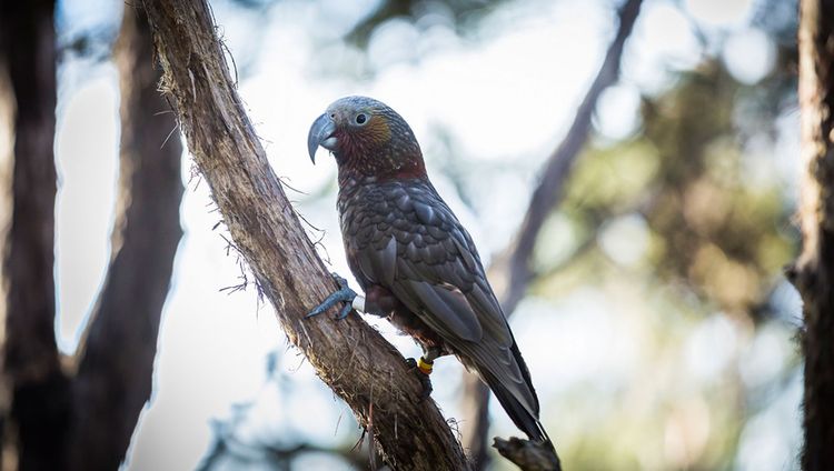 The Farm at Cape Kidnappers - Kea