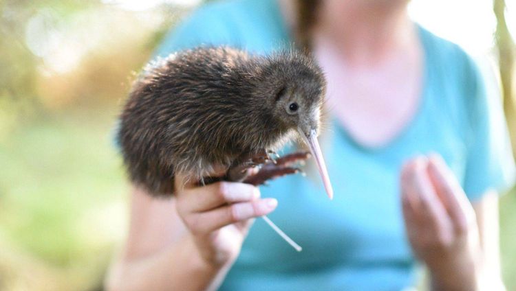 The Farm ar Cape Kidnappers - Kiwi Experince