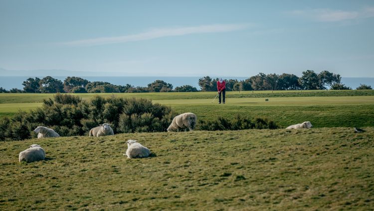 Rosewood Cape Kidnappers - Schafe auf dem Golfplatz Rosewood Cape Kidnappers - Schafe auf dem Gol