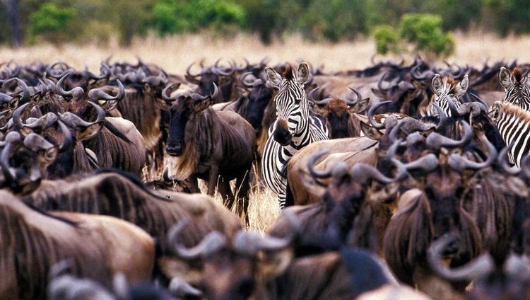 &Beyond Ngorongoro Crater Lodge - Big Migrati