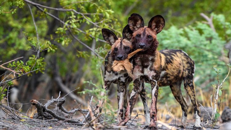 Mombo Camp - Wildhunde