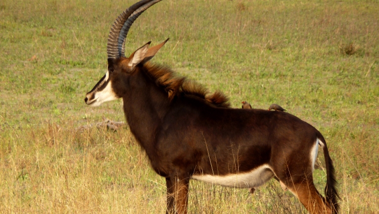 Vumbura Plains Camp - Säbelantilope