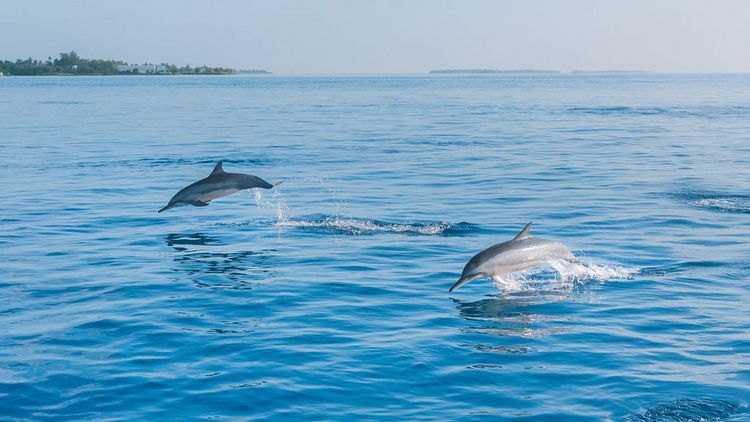Park Hyatt Hadahaa - Delfine
