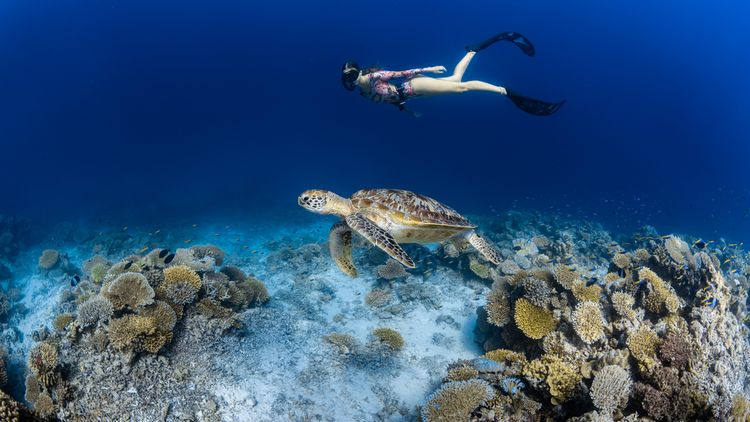 Park Hyatt Hadahaa - Schnorcheln mit Schildkr