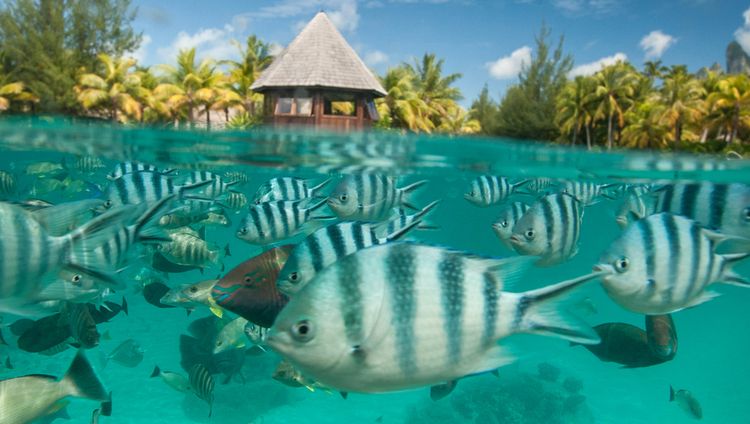 St. Regis Resort Bora Bora - 